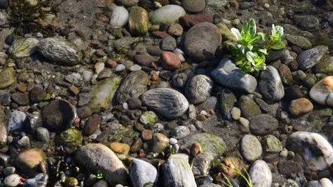 The flow of the current on the bed of a river Stock Footage 84927682