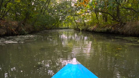 Flow in a dense forest Stock Footage 68113729