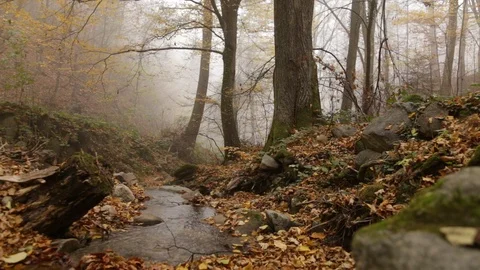 Flow in the forest Stock-Footage 110806422