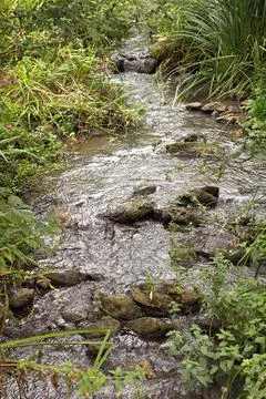 Flow of a forest stream flows through stones and vegetation Stock Photos