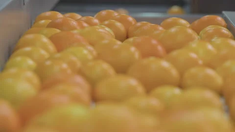 Flow of Fresh Oranges on Conveyor in Citrus Production Facility Stock Footage 337115150