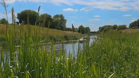The flow if a canal viewed through reeds from the river bank Stock Footage 201586793