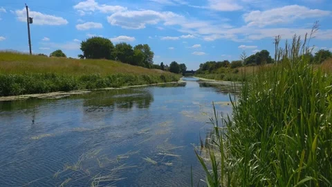 The flow if a canal viewed through reeds from the river bank Stock Footage 201586834