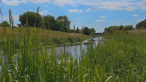 The flow if a canal viewed through reeds from the river bank Stock Footage 201586837