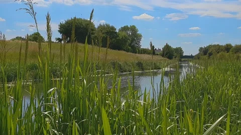 The flow if a canal viewed through reeds from the river bank Stock-Footage 201586929