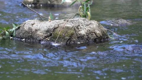 Flow ing fresh water stream between white stones and rocks in nature Stock-Footage 156327856