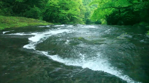The Flow of Kikuchi Valley Reflecting Fresh Greenery Stock-Footage 332388423