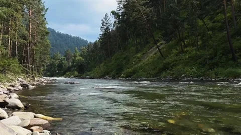 The flow of a mountain river among a green forest. Altai Republic, Siberia . Stock-Footage 219230023
