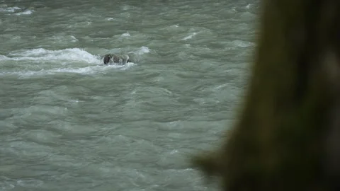 The flow of a mountain river and a stone Stock-Footage 334636834