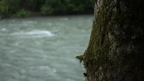 The flow of a mountain river and a tree Stock Footage 328258895