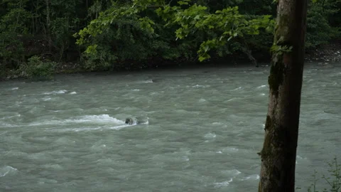 The flow of a mountain river and a tree Stock Footage 329818618