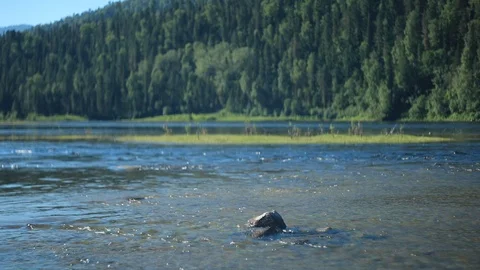 Flow of a mountain river on a summer day Stock Footage 105946420