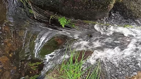 The flow of a mountain stream among stones and green grass Stock Footage 235345086