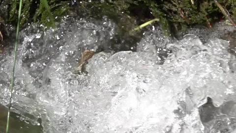 Flow of a mountain stream in nature in slow motion Stock Footage 310210206