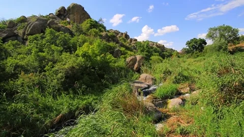 Flow of a mountain stream of river among the leaves of reeds with stones. Stock Footage 169882432