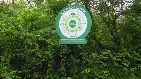 Flow with Nature: Understanding the Ayurvedic Clock Stock Footage 313564957