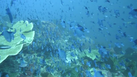 Flow of redtooth triggerfish over coral reef slope Stock Footage 327580717