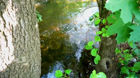 The flow of the river between the trees. Stock Footage 160668138