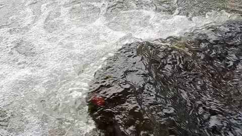 The flow of river water towards the lake slowly Stock Footage 226728819