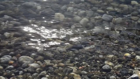 The flow of a river's current with reflections of the sun on the surface Stock Footage 84930018