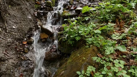 Flow of a small mountain stream. Stock Footage 77007771