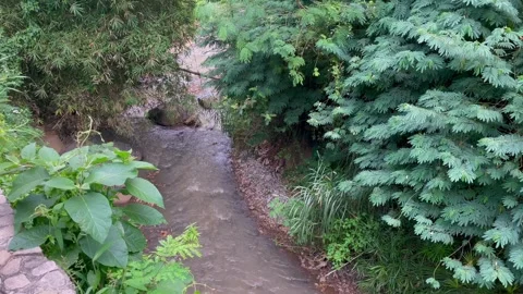 The flow of a small murky river in the middle of a lush tropical forest. Stock Footage 320501747