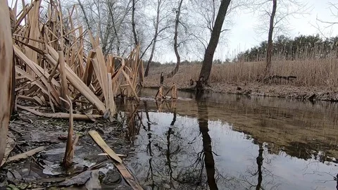	 Flow of a small river between the reeds in the winter season.  Video stock 104205662