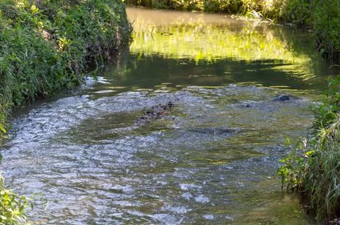 The flow of a small river in nature Stock Photos