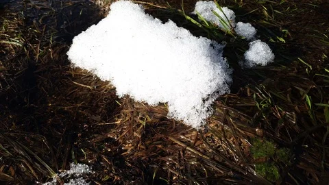 The flow of the spring in the forest. Melting snow in the forest in spring. Stock Footage 105105753