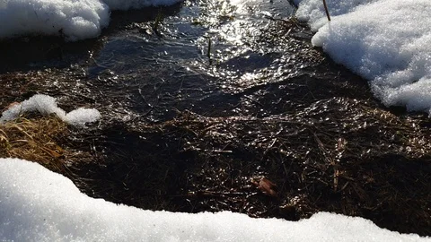 The flow of the spring in the forest. Melting snow in the forest in spring. Stock Footage 105105983
