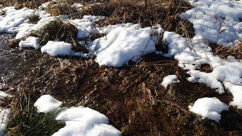 The flow of the spring in the forest. Melting snow in the forest in spring. Stock Footage 105106119