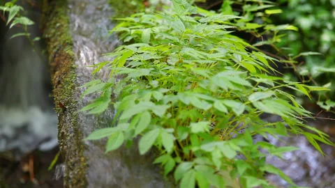 The Flow of the Stream and the Green Leaves Video stock 332809807