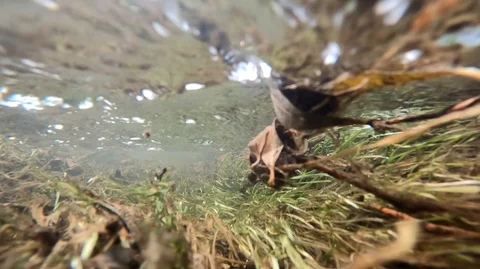 The flow of a stream under water against the flow among plants at the bottom Stock Footage 122836601