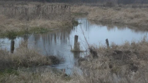 Flow through dry grass Stock Footage 123173539