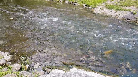 The flow of water in the forest river Stock Footage 112030681