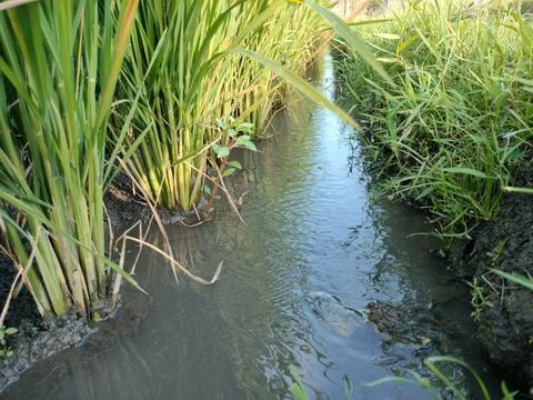 The flow of water for irrigating rice in the fields Stock Photos