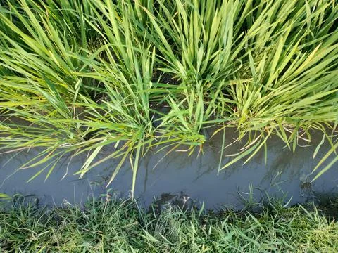 The flow of water for irrigating rice in the fields Stock Photos