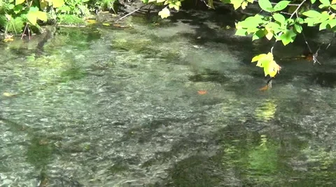 The flow of water in a mountain river with green leaves Stock-Footage 53879235