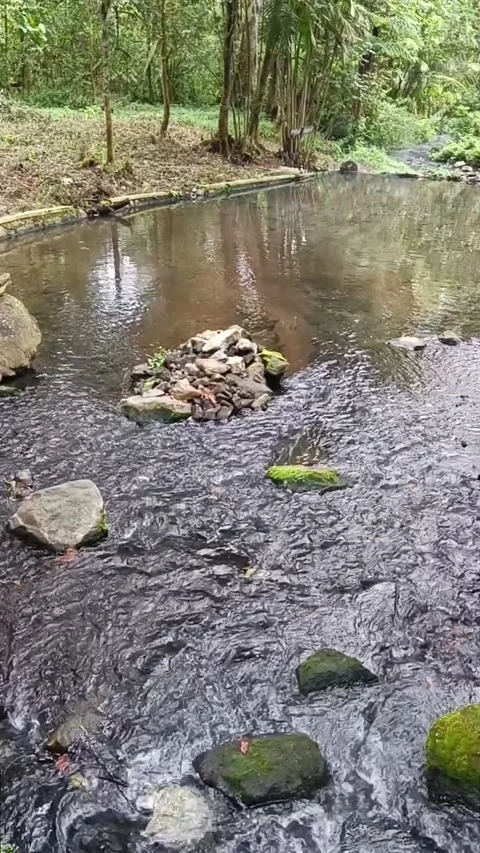 The flow of water from a natural spring in the middle of the forest Stock Footage 239497453