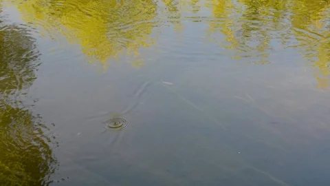The flow of water in the river reflection of the surrounding water trees Stock Footage 91197990