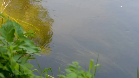 The flow of water in the river reflection of the surrounding water trees Stock Footage 91198045