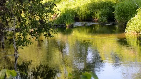 The flow of water in the river reflection of the surrounding water trees Stock Footage 91198103