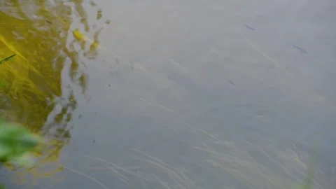 The flow of water in the river reflection of the surrounding water trees Stock Footage 91198107