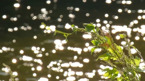Flow of water in  river with sun glare and green grass on  shore at summer Stock Footage 237184275