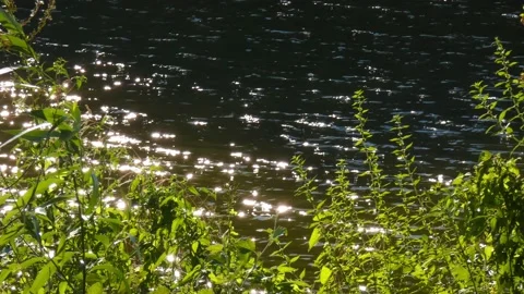 Flow of water in  river with sun glare and green grass on  shore at summer Stock Footage 237184442