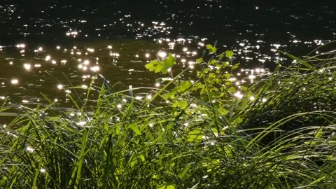 Flow of water in  river with sun glare and green grass on  shore at summer Stock Footage 237185370