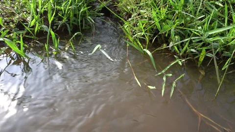 The flow of water in a small river Video stock 157082896