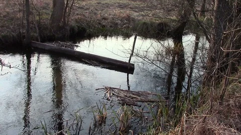The flow of water in the spring pond. Stock Footage 106276184
