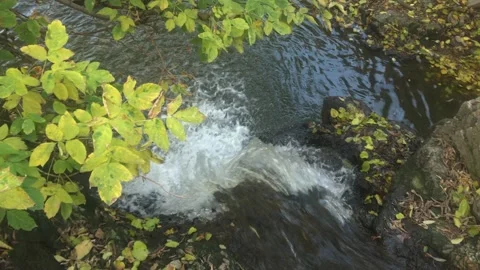Flow of water in the stream of the leaf branch Stock Footage 159274264