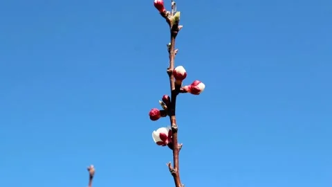Flowe Plum. Tree Plum With Flowers White. a branch In the garden plum blossom Stock Footage 133015955